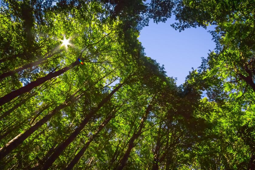 The Canopy of this Forest has a Heart Shaped Hole showing Blue Sky
