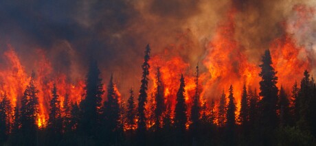 Blazing forest fire in Kenai Wildlife Refuge, Skilak Lake, Alaska, Summer.