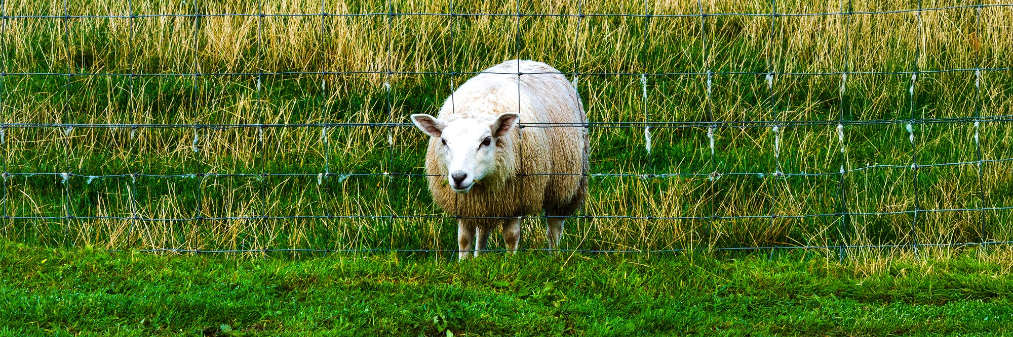 sheep-DNPHCR.jpg