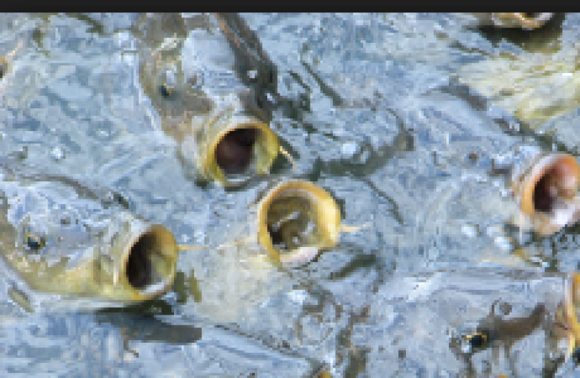 feeding frenzy