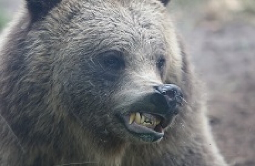 Bear_snarl_PA_230x150