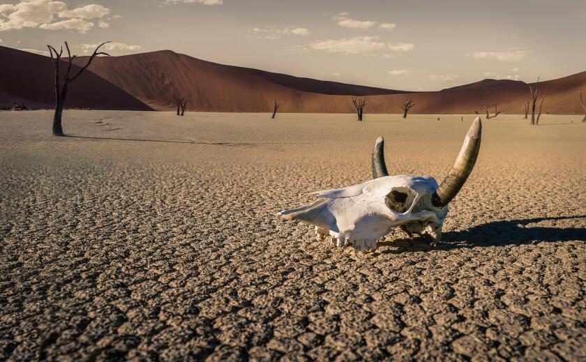 Cattle skull in desert, Windhoek, Namibia, Africa