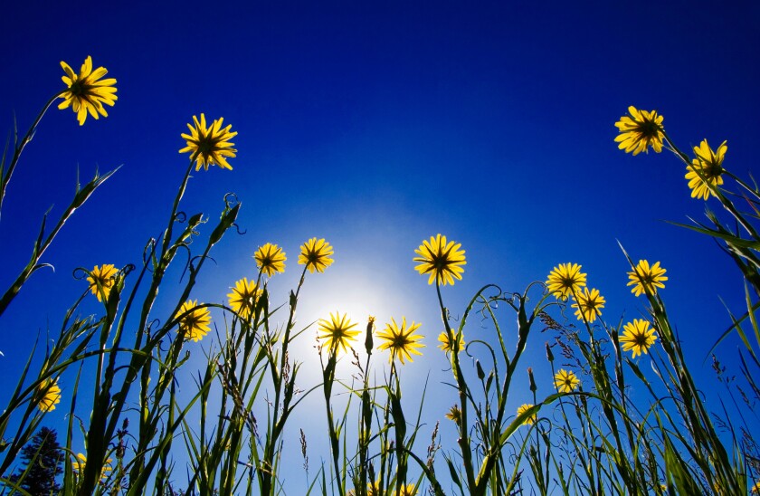 Yellow salsify reaching for the sun in Junction Sheep Range Provincial Park in the grasslands of British Columbia, Canada