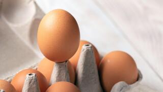 One best egg rises above others eggs. concept of leadership in team