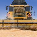 close front view of modern combine harvester in action.