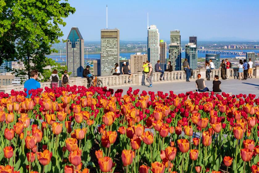 Canada, Province of Quebec, Montreal, Mount Royal's Kondiaronk Lookout, Tulip Time in the Spring
