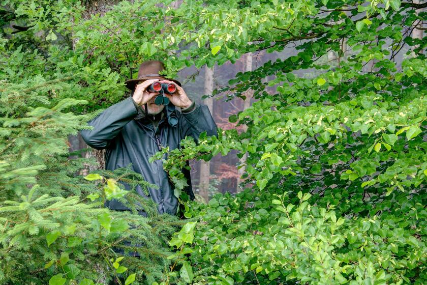 Well camouflaged between the bushes, a hunter observes the hunting area through his binoculars on a rainy day.