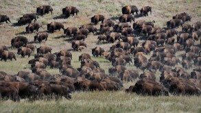 Stampede, Bos Bison, Buffallo, animal, Buffalo Roundup, Custer, State Park, Bison, Prarie, herding, Black Hills, South Dakota, U