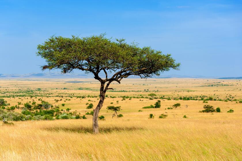 Beautiful landscape with nobody tree in Africa