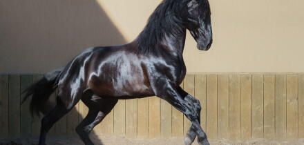 Beautiful black Andalusian horse running in paddock at sunset.