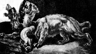 Hellhound Cerberus