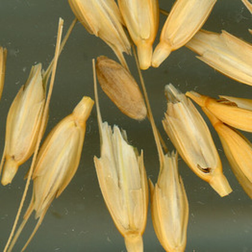grain.jpg