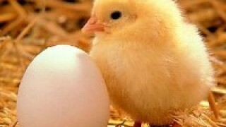 chickandegg.jpg