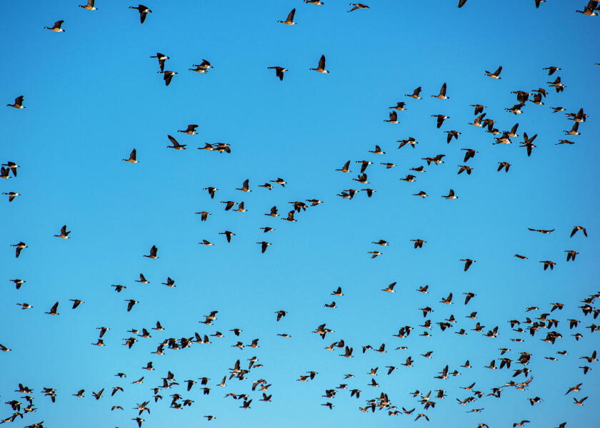 Sandhill cranes migrate through the San Luis valley two times a year to feed and rest before continuing on their journey. Monte Vista, Colorado