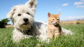 Pets - 230x150