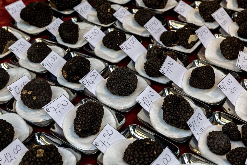 Close-up view of famous fresh black truffles on sale with price tags at the market in Alba, Piedmont, Northern Italy.