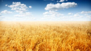 crops