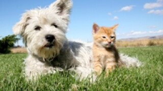 Pets - 230x150