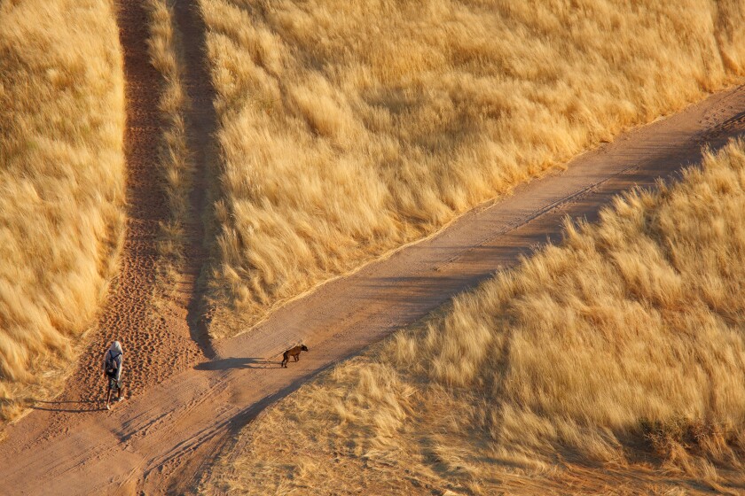 Local person with dog splitting paths in dry grassy landscape