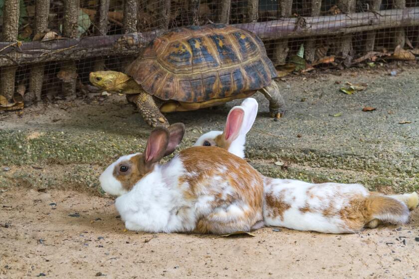Turtle and rabbits on brown floor