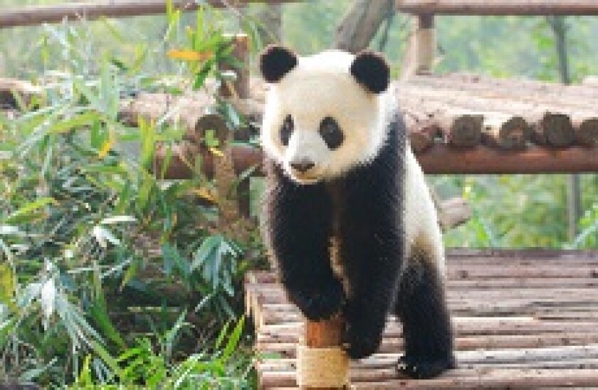 little panda px230
