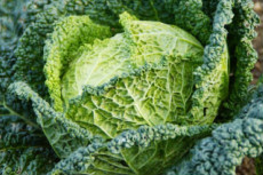 cabbage