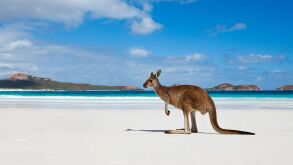 kangaroo.jpg