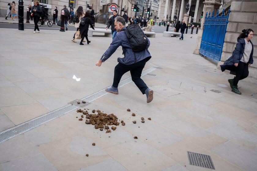 A member of the public chases a piece of paper near manure dropped by a City Police horse in the City of London, the capital's financial district, on 6th February 2024, in London, England.