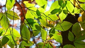 Leaves_230px