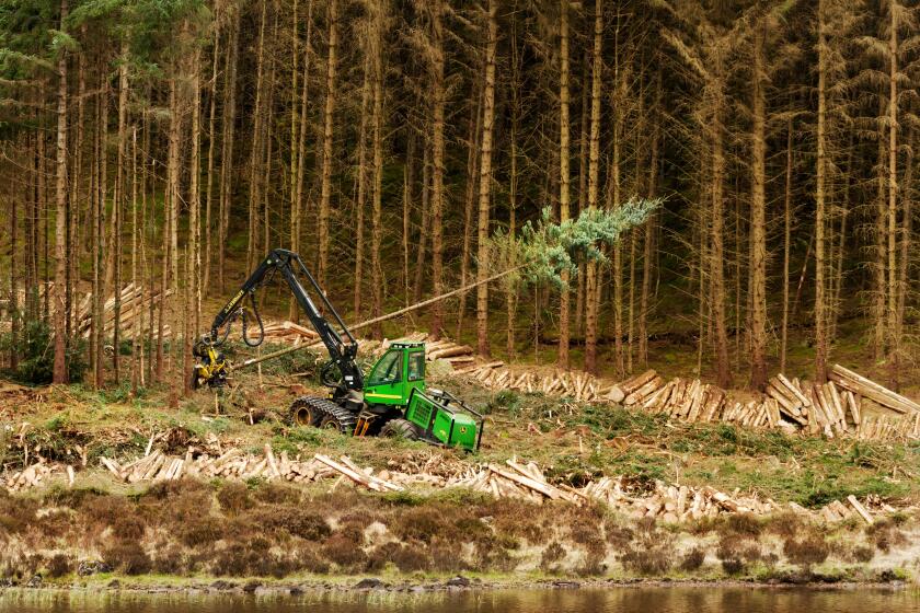 John Deere 1270D Harvester felling timber in a forest in western Scotland.  An example of machinery for harvesting softwood.