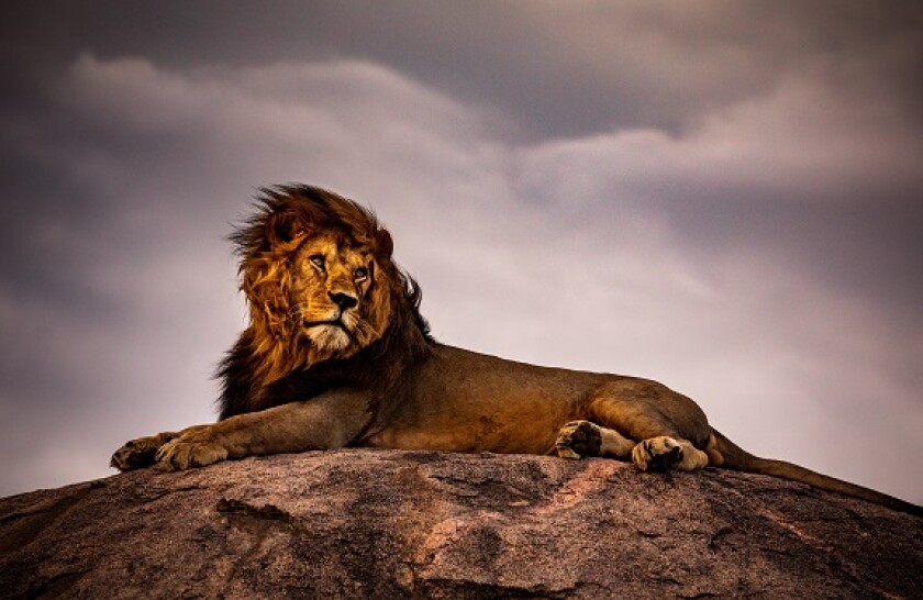 lion adobe 575