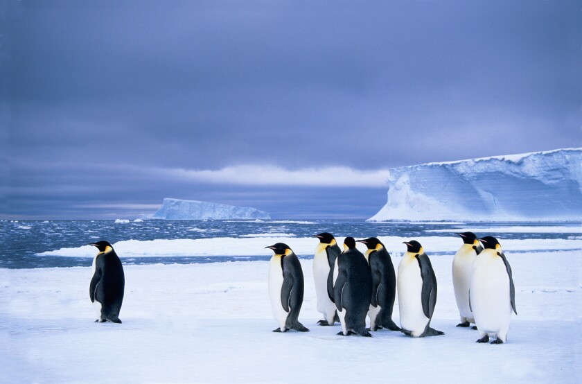 Emperor penguins (Aptenodytes forsteri) wait at the edge of the pack ice in preparation for a foraging journey out to sea, Dresc