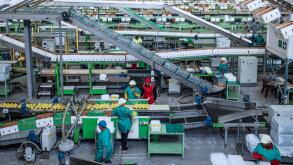 People working in apple factory