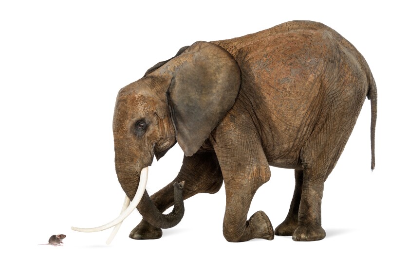 African Elephant, Loxodonta africana, kneeling in front of a mouse against white background