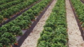 Agriculture 1