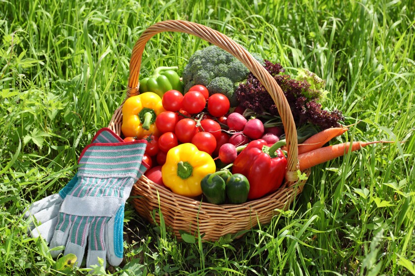 Basket full of organic vegetables with glove on green grass.