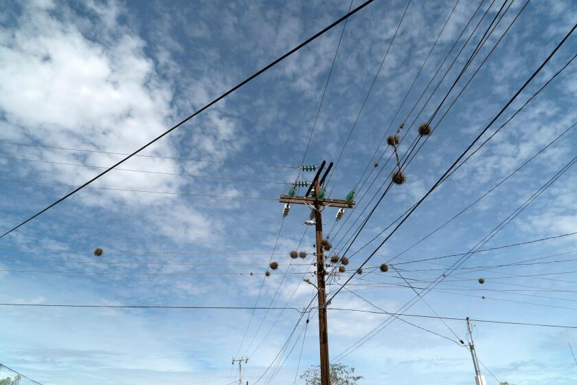 Tillandsia recurvata aerial Plant growing on power lines in Baja California Sur Mexico