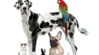 Animals 230x150