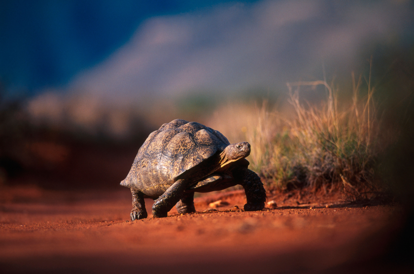 Tortoise.png