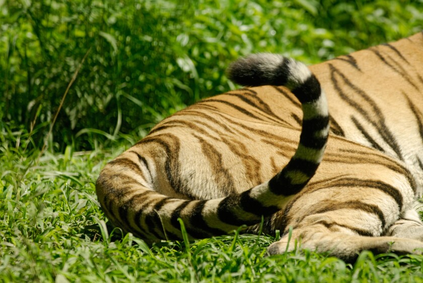 Tiger flipping or twitching its tail up and down. Image shot 2017. Exact date unknown.
