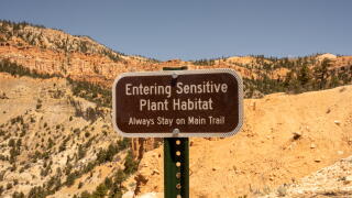 Reminder to Stay on Trail in Bryce near sensitive plant habitat of bristle cone pine trees