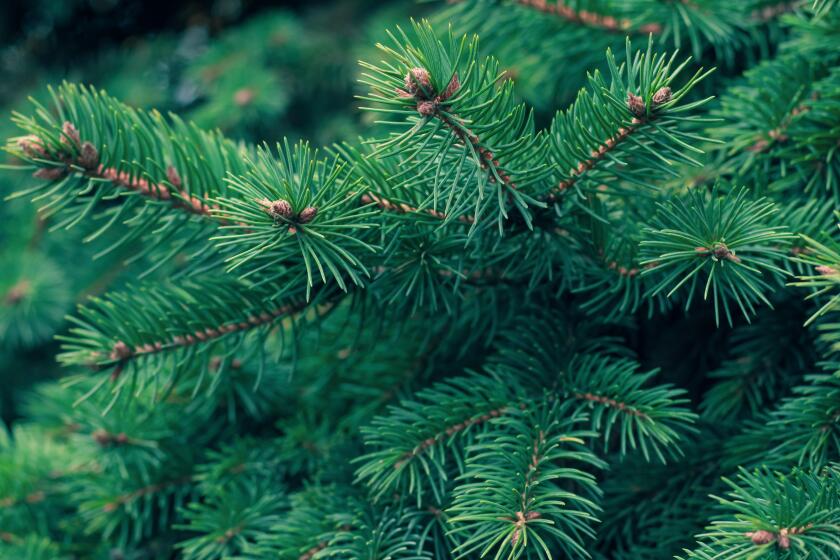 Green fir tree branch. Evergreen, fir coniferous background. Spruce branch. Frame of pine needles. Pine-tree. Christmas mockup with fir branches.