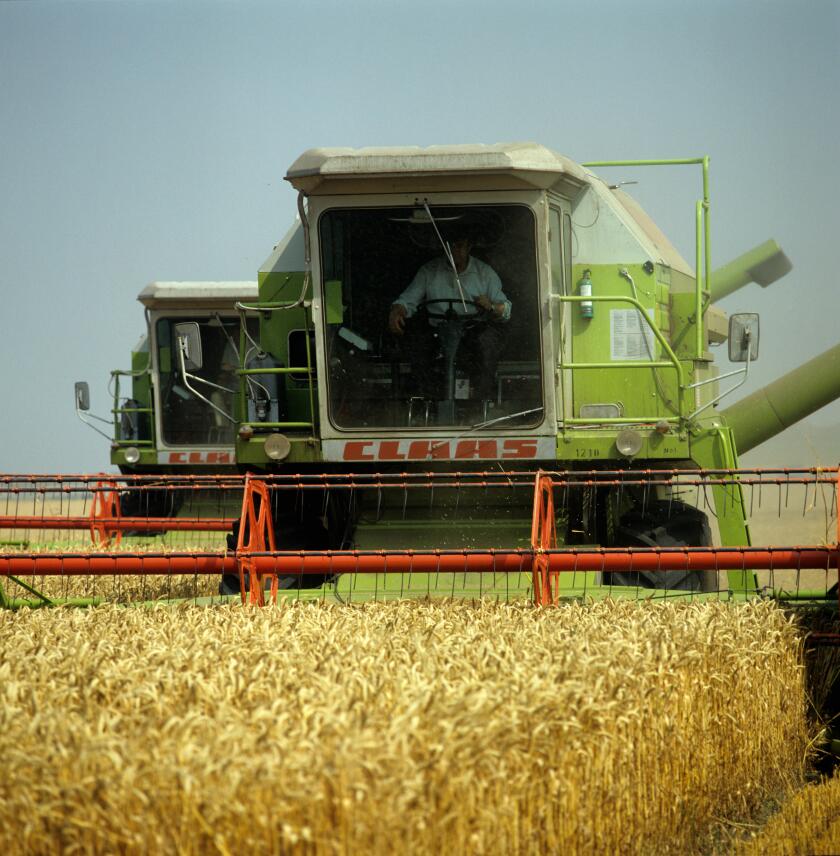 Two Claas combines harvesting even good crop of ripe gokden wheat, Oxforshire, August