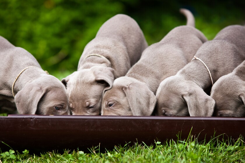 Weimaraner dogs, puppies, eating from a communal bowl, North Tyrol, Austria, Europe
