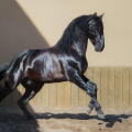 Beautiful black Andalusian horse running in paddock at sunset.