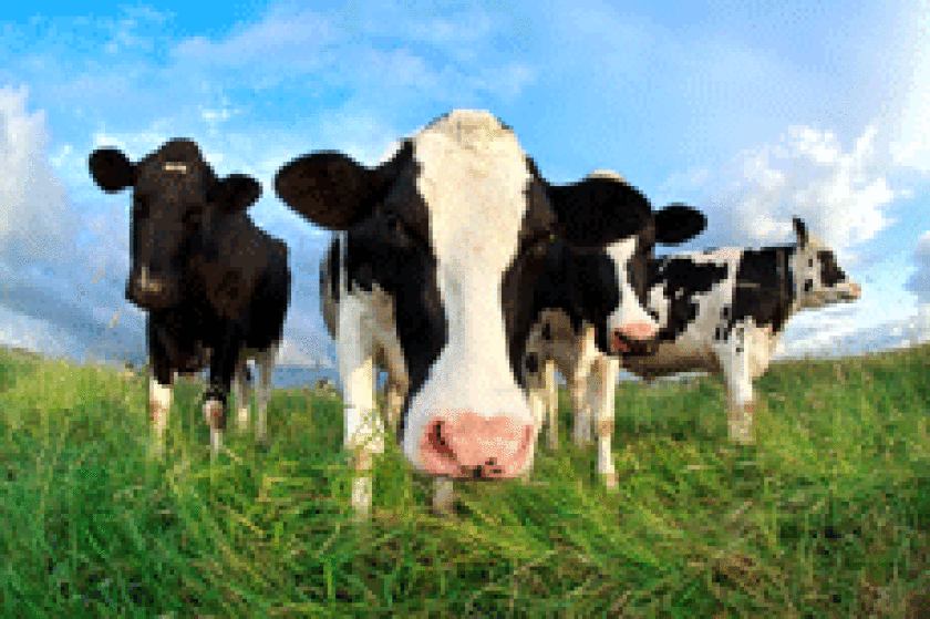 Cows