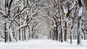 Central Park after snowstorm near The Mall, New York City.