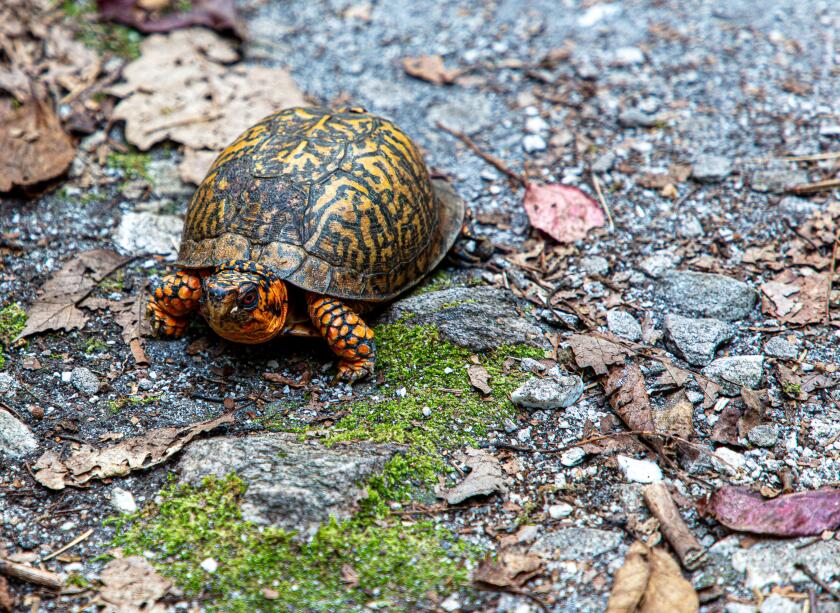 Tortise Guarding the trail