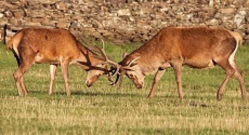 Stags fighting