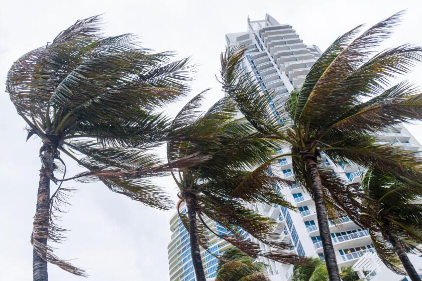 Miami Beach Florida,palm trees,windblown,blowing in wind,tropical storm,hurricane,high winds,Continuum,high rise,condominiums,FL111014061